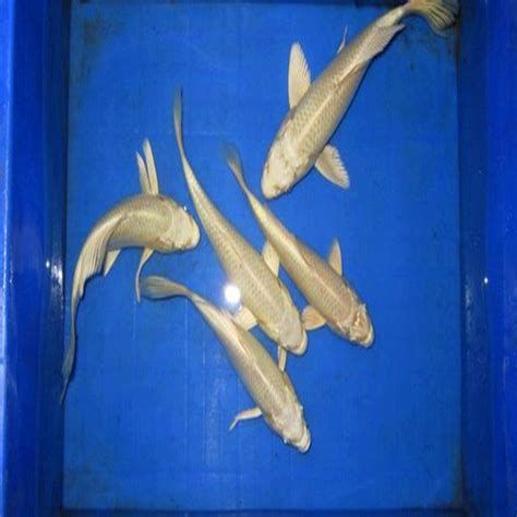 觀賞魚百科，1000字的《觀賞魚百科》詳解 觀賞魚百科，1000字的《觀賞魚百科》詳解 龍魚百科 第5張
