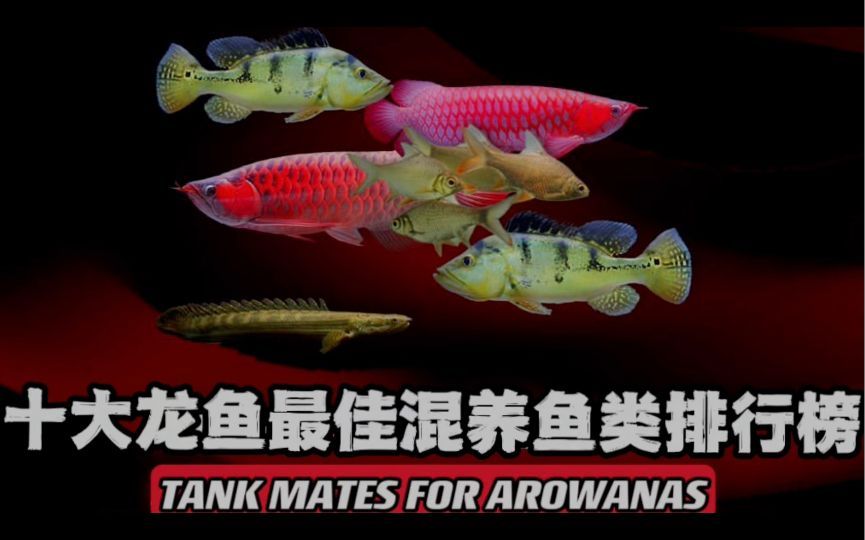 哪些魚與龍魚混養最佳？，如何與龍魚混養？