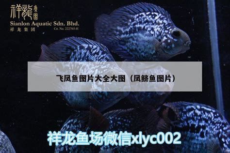 哪些魚與龍魚混養最佳？，如何與龍魚混養？