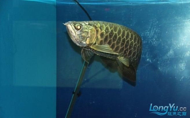 給我一些鑒別塘沽龍魚真偽的圖片，塘沽龍魚真偽鑒別需結合品種特征與生理指標 給我一些鑒別塘沽龍魚真偽的圖片，塘沽龍魚真偽鑒別需結合品種特征與生理指標 龍魚百科 第5張