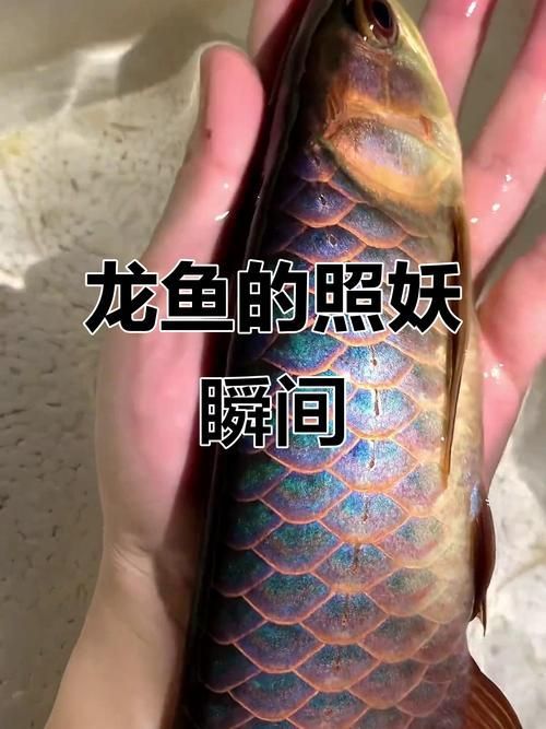 如何鑒別大方龍魚的品種，scleropagesformosuscolorgrading