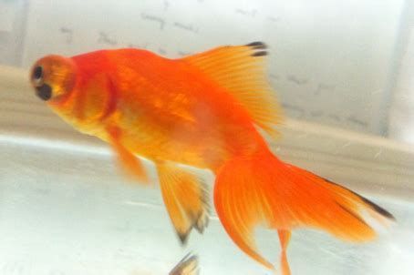 金魚(yú)尾巴爛了是什么原因，金魚(yú)尾巴爛了可能由多種原因引起，