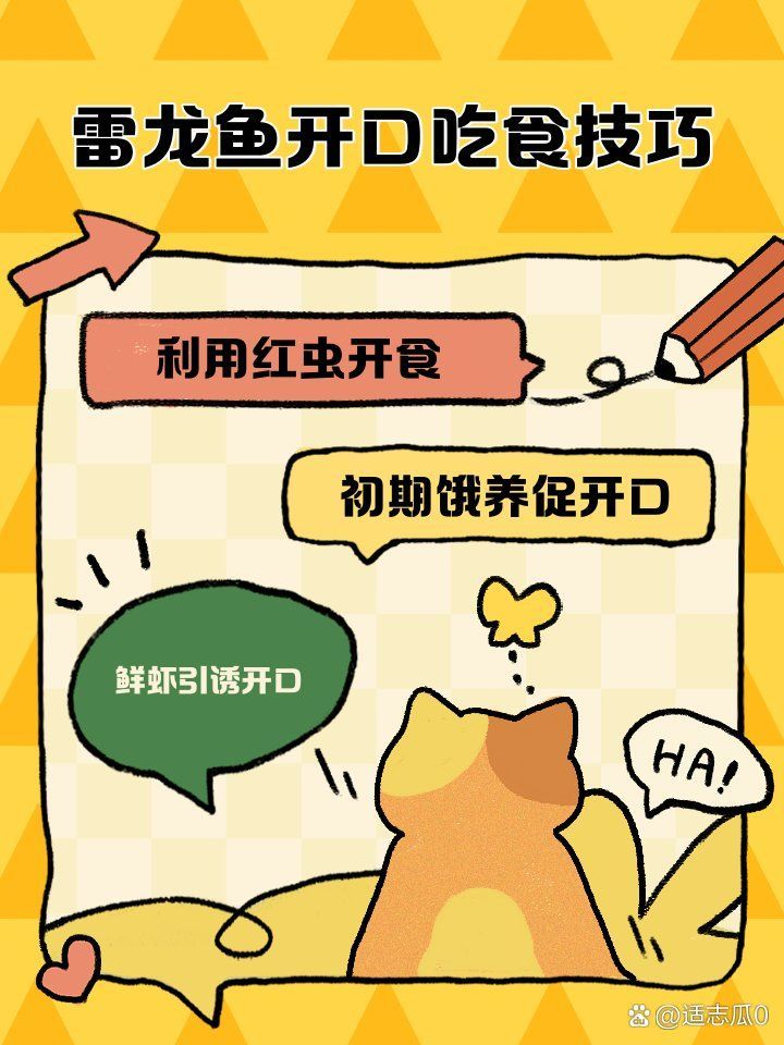 哪種方法刺激龍魚開口最有效，如何刺激龍魚開口