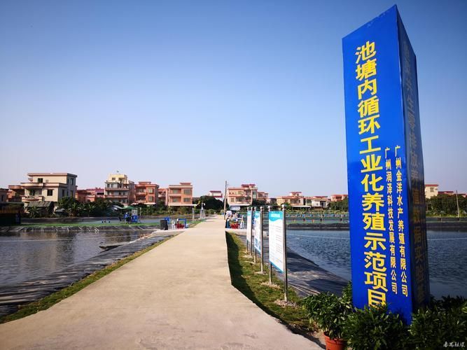 番禺龍魚被禁后，產業如何轉型，番禺龍魚被禁養后，產業如何轉型發展