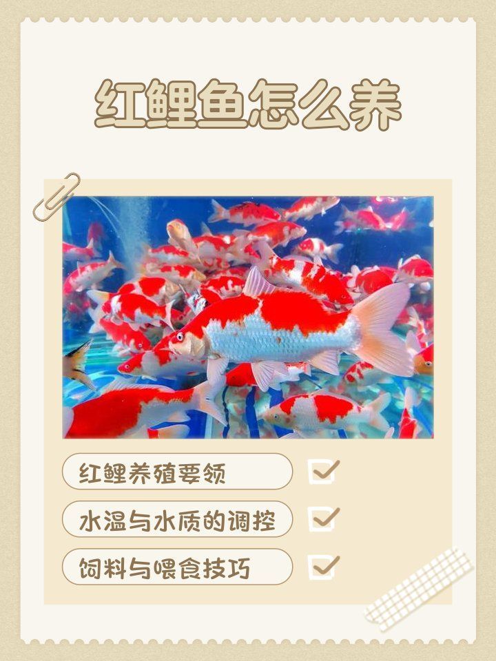 紅龍魚和紅鯉魚哪個更有飼養價值 紅龍魚和紅鯉魚哪個更有飼養價值 龍魚百科 第1張