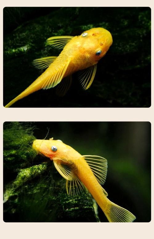 祥龍魚場的異型魚質量如何，北京深海祥龍魚場觀賞魚養殖場（loricariidae） 祥龍魚場的異型魚質量如何，北京深海祥龍魚場觀賞魚養殖場（loricariidae） 龍魚百科 第3張