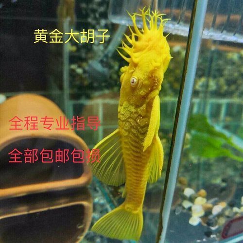 祥龍魚場的異型魚質量如何，北京深海祥龍魚場觀賞魚養殖場（loricariidae） 祥龍魚場的異型魚質量如何，北京深海祥龍魚場觀賞魚養殖場（loricariidae） 龍魚百科 第5張