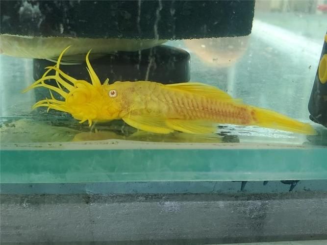 祥龍魚場的異型魚質量如何，北京深海祥龍魚場觀賞魚養殖場（loricariidae） 祥龍魚場的異型魚質量如何，北京深海祥龍魚場觀賞魚養殖場（loricariidae） 龍魚百科 第4張