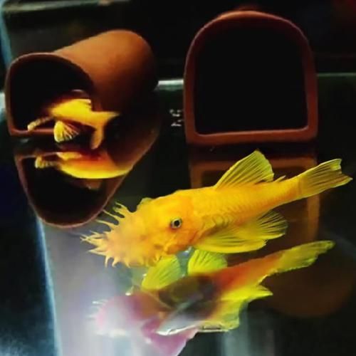 祥龍魚場的異型魚質量如何，北京深海祥龍魚場觀賞魚養殖場（loricariidae） 祥龍魚場的異型魚質量如何，北京深海祥龍魚場觀賞魚養殖場（loricariidae） 龍魚百科 第1張