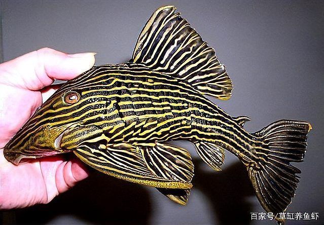 祥龍魚場的異型魚質量如何，北京深海祥龍魚場觀賞魚養殖場（loricariidae） 祥龍魚場的異型魚質量如何，北京深海祥龍魚場觀賞魚養殖場（loricariidae） 龍魚百科 第6張