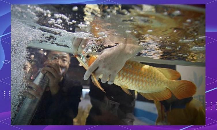 給我一些購買中國龍魚的建議，新手購買中國龍魚的建議