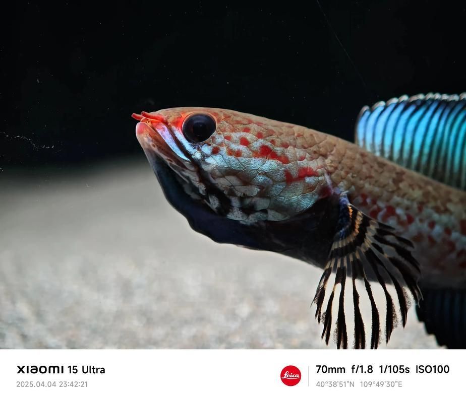 給我一些關于奶龍魚的圖片或視頻，“奶龍魚”是一種以觀賞性和親和力為核心的文創化魚類形象