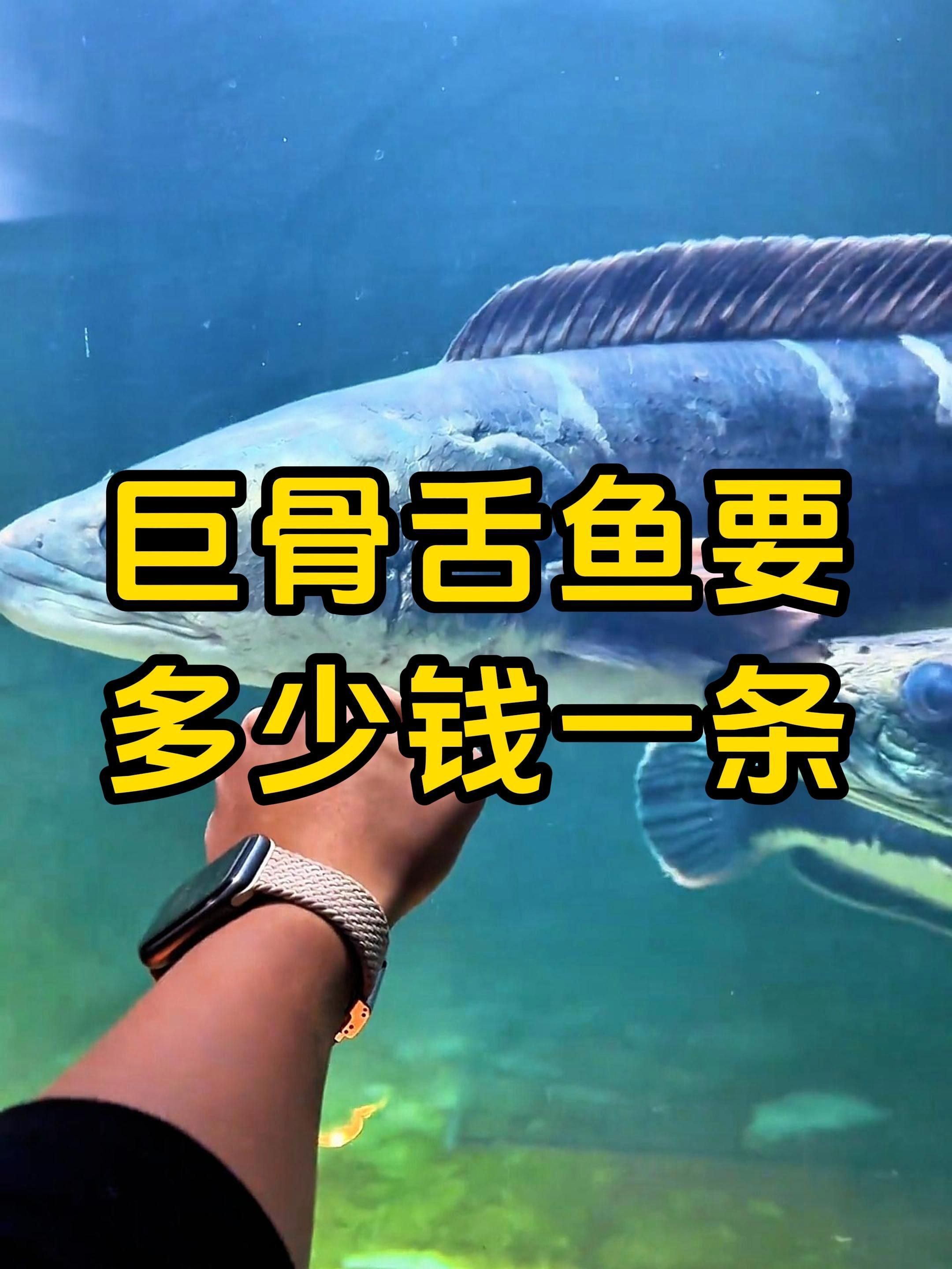 巨骨舌魚的飼養成本大概是多少，巨骨舌魚的飼養、成本與法律風險 巨骨舌魚的飼養成本大概是多少，巨骨舌魚的飼養、成本與法律風險 龍魚百科 第2張