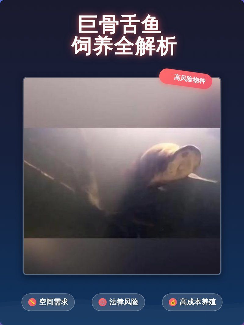 巨骨舌魚的飼養成本大概是多少，巨骨舌魚的飼養、成本與法律風險 巨骨舌魚的飼養成本大概是多少，巨骨舌魚的飼養、成本與法律風險 龍魚百科 第1張