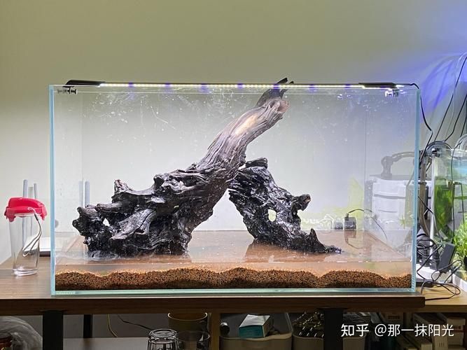 白龍魚的飼養方法是什么，北京地區白龍魚飼養指南