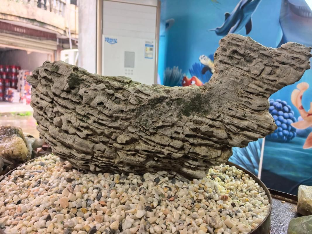 白龍魚的飼養方法是什么，北京地區白龍魚飼養指南