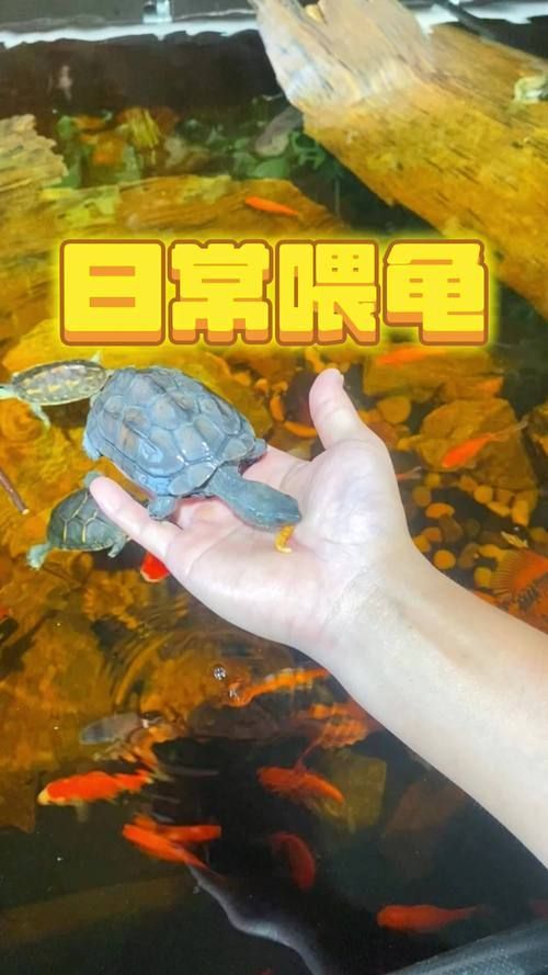 干面包蟲的最佳投喂量是多少，干面包蟲投喂指南