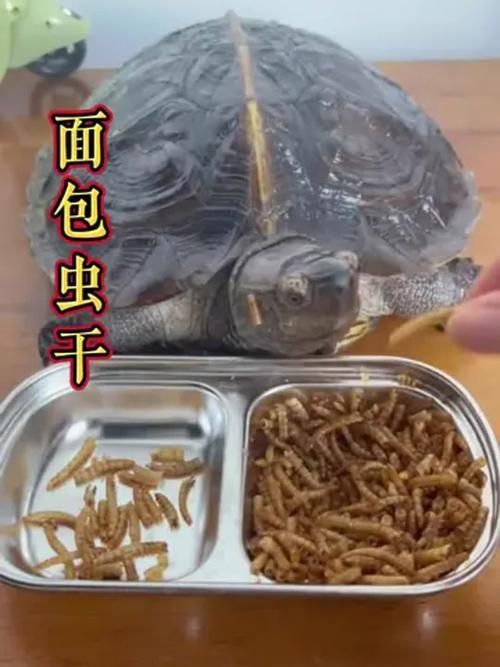 干面包蟲的最佳投喂量是多少，干面包蟲投喂指南