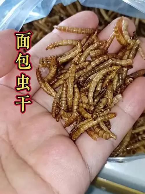 干面包蟲的最佳投喂量是多少，干面包蟲投喂指南