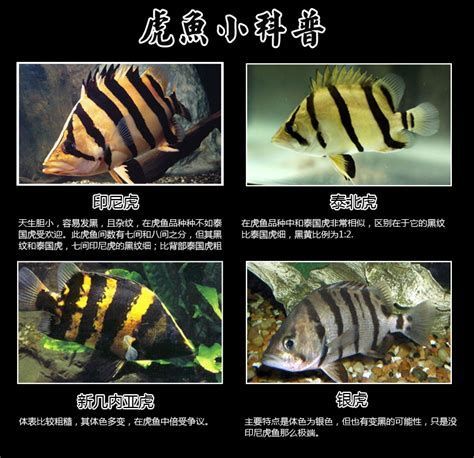 虎魚,水底的獵豹虎魚(tigerfish)配圖 龍魚百科 第2張 虎魚,水底的獵豹虎魚(tigerfish)配圖 虎魚,水底的獵豹虎魚(tigerfish)配圖 龍魚百科 第2張