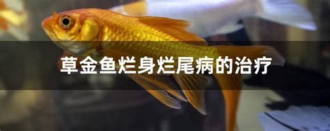 金魚爛尾怎么治療，金魚爛尾治療指南