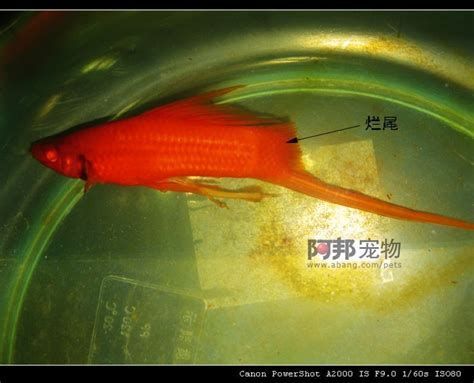 金魚爛尾怎么治療，金魚爛尾治療指南