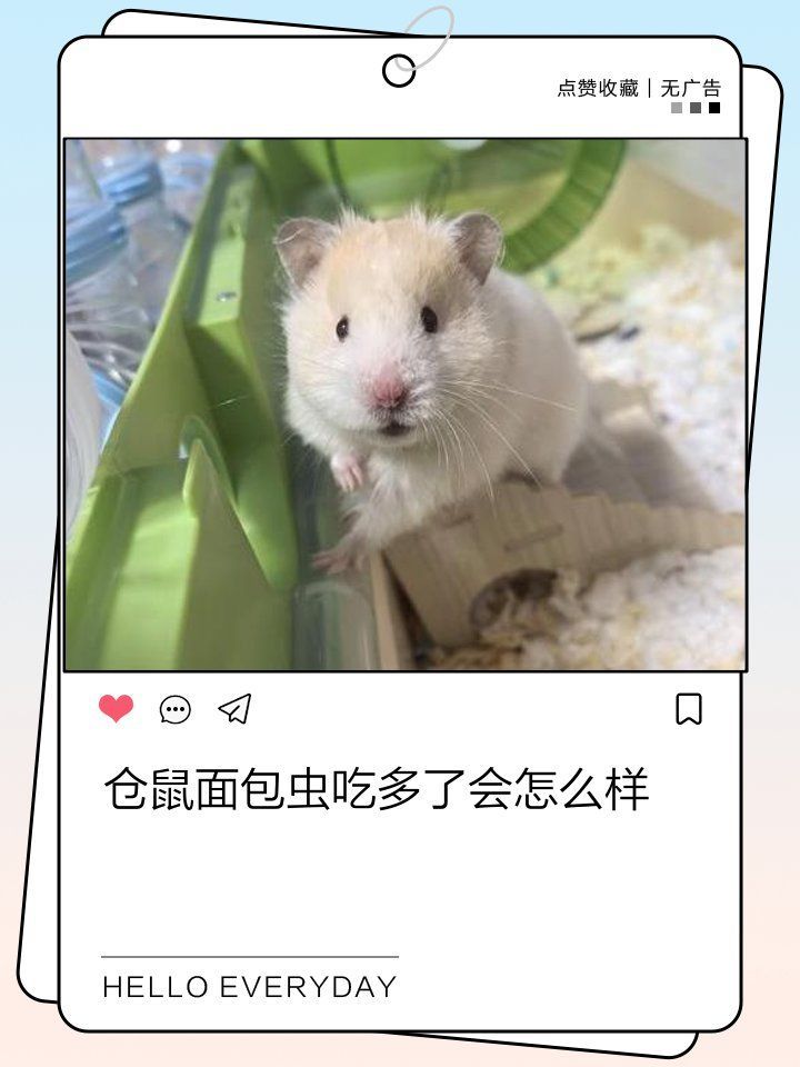 長期只喂面包蟲會(huì)有什么后果，只喂面包蟲對寵物貓或狗的健康可能產(chǎn)生一系列負(fù)面影響
