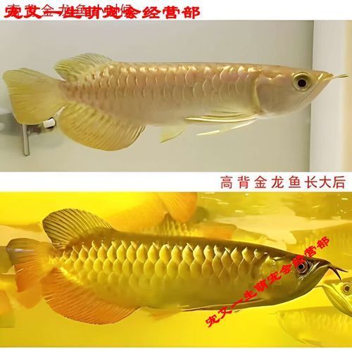 有哪些適合藍(lán)底金頭過(guò)背金龍魚(yú)的裝飾品，底金頭過(guò)背金龍魚(yú)的裝飾品選擇合適的金龍魚(yú)裝飾品推薦