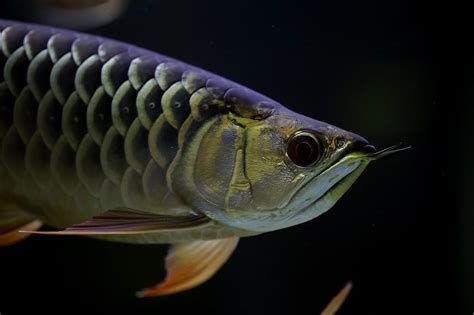 如何預防龍魚眼睛白霧的出現(xiàn)？，如何預防龍魚眼睛白霧（蒙眼病）