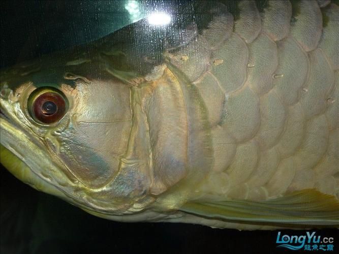給我推薦一些好的B級過背金龍魚，b級過背金龍魚的飼養月度管理