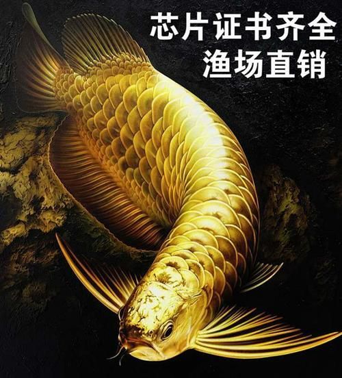 給我推薦一些好的B級過背金龍魚，b級過背金龍魚的飼養月度管理