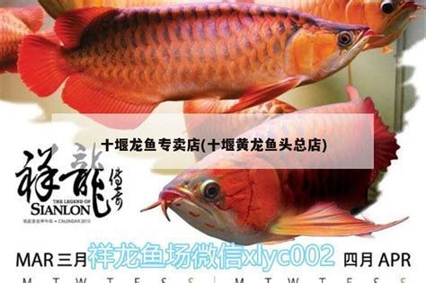 虎斑恐龍魚，虎斑恐龍魚怎么養(yǎng)？