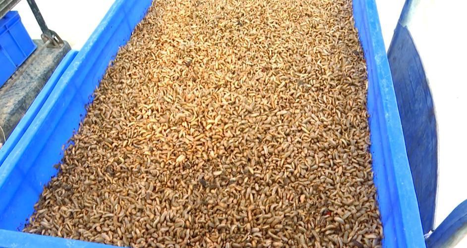 有哪些替代蝦仁的飼料推薦