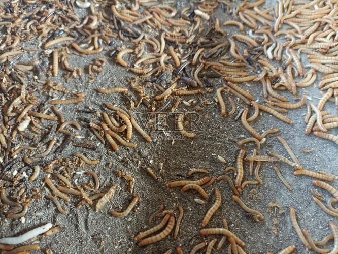 有哪些替代蝦仁的飼料推薦