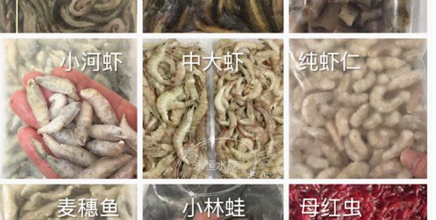 有哪些替代蝦仁的飼料推薦