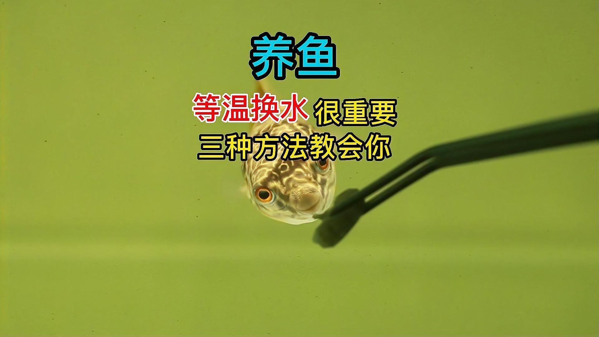 魚缸換水時需要注意哪些事項，養(yǎng)魚換水必知的五大注意事項