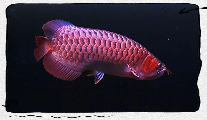 南寧紅龍魚市場有哪些常見品種，南寧紅龍魚市場