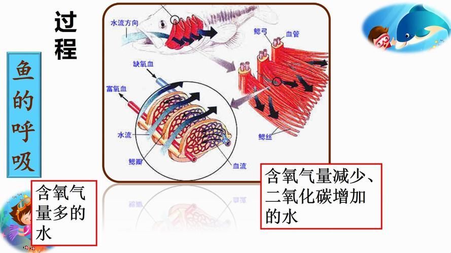 能否提供銀龍魚鰓蓋結構的詳細圖示,如何判斷銀龍魚的鰓蓋是否健康? 龍魚百科 第8張 能否提供銀龍魚鰓蓋結構的詳細圖示,如何判斷銀龍魚的鰓蓋是否健康? 能否提供銀龍魚鰓蓋結構的詳細圖示,如何判斷銀龍魚的鰓蓋是否健康? 龍魚百科 第8張