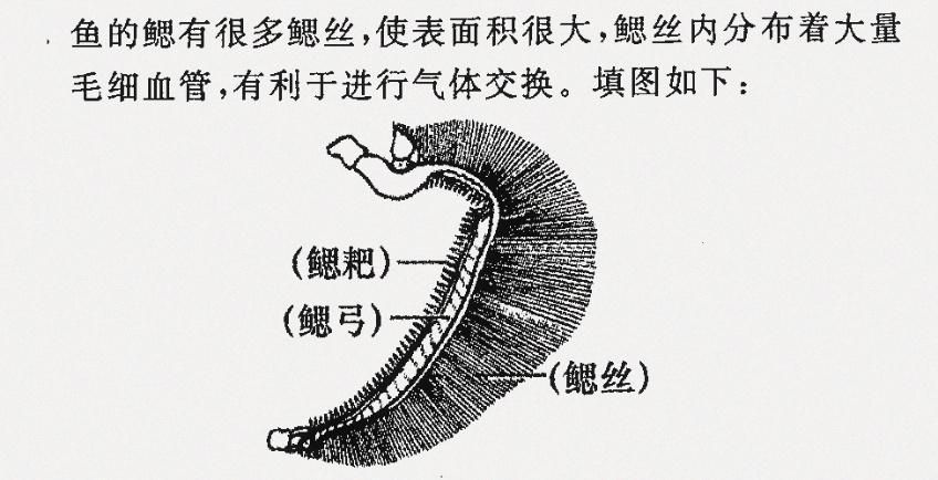 能否提供銀龍魚鰓蓋結構的詳細圖示,如何判斷銀龍魚的鰓蓋是否健康? 龍魚百科 第5張 能否提供銀龍魚鰓蓋結構的詳細圖示,如何判斷銀龍魚的鰓蓋是否健康? 能否提供銀龍魚鰓蓋結構的詳細圖示,如何判斷銀龍魚的鰓蓋是否健康? 龍魚百科 第5張
