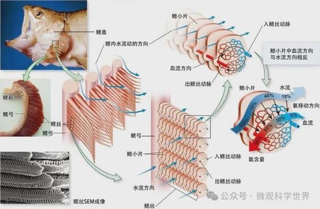 能否提供銀龍魚鰓蓋結構的詳細圖示,如何判斷銀龍魚的鰓蓋是否健康? 龍魚百科 第4張 能否提供銀龍魚鰓蓋結構的詳細圖示,如何判斷銀龍魚的鰓蓋是否健康? 能否提供銀龍魚鰓蓋結構的詳細圖示,如何判斷銀龍魚的鰓蓋是否健康? 龍魚百科 第4張