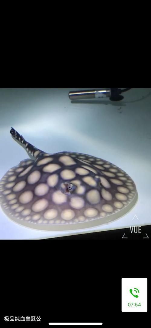 白子紅龍的市場(chǎng)價(jià)格是多少，白子紅龍的價(jià)格是多少？