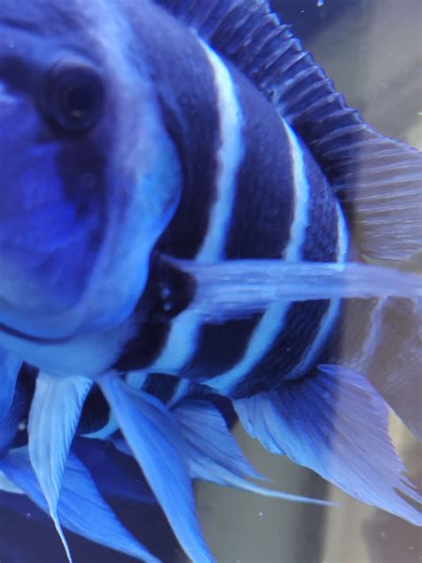 元寶鳳凰魚百科，元寶鳳凰魚在水中的化身，寓意吉祥如意、財源廣進