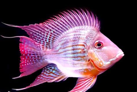 元寶鳳凰魚百科，元寶鳳凰魚在水中的化身，寓意吉祥如意、財源廣進