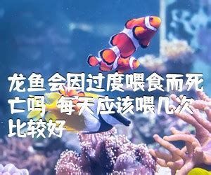 龍魚腹水可以自愈嗎，關于龍魚腹水的詳細解析