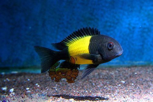 祥龍魚場黃寬帶蝴蝶魚的價格是多少,祥龍魚場黃寬帶蝴蝶魚價格是多少 龍魚百科 第1張 祥龍魚場黃寬帶蝴蝶魚的價格是多少,祥龍魚場黃寬帶蝴蝶魚價格是多少 祥龍魚場黃寬帶蝴蝶魚的價格是多少,祥龍魚場黃寬帶蝴蝶魚價格是多少 龍魚百科 第1張