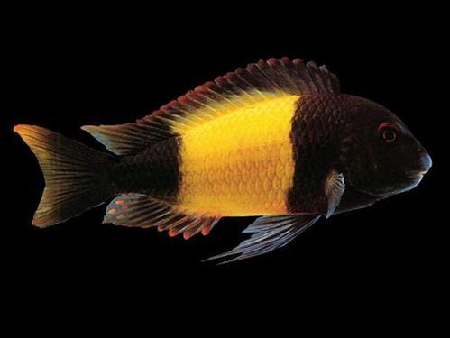 祥龍魚場黃寬帶蝴蝶魚的價格是多少,祥龍魚場黃寬帶蝴蝶魚價格是多少 龍魚百科 第3張 祥龍魚場黃寬帶蝴蝶魚的價格是多少,祥龍魚場黃寬帶蝴蝶魚價格是多少 祥龍魚場黃寬帶蝴蝶魚的價格是多少,祥龍魚場黃寬帶蝴蝶魚價格是多少 龍魚百科 第3張