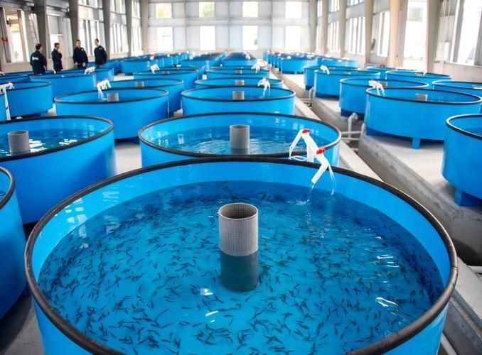龍魚在東南亞的養殖技術有哪些發展,東南亞龍魚養殖技術的發展 龍魚百科 第1張 龍魚在東南亞的養殖技術有哪些發展,東南亞龍魚養殖技術的發展 龍魚在東南亞的養殖技術有哪些發展,東南亞龍魚養殖技術的發展 龍魚百科 第1張