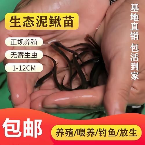 有哪些活餌適合活力不足的龍魚