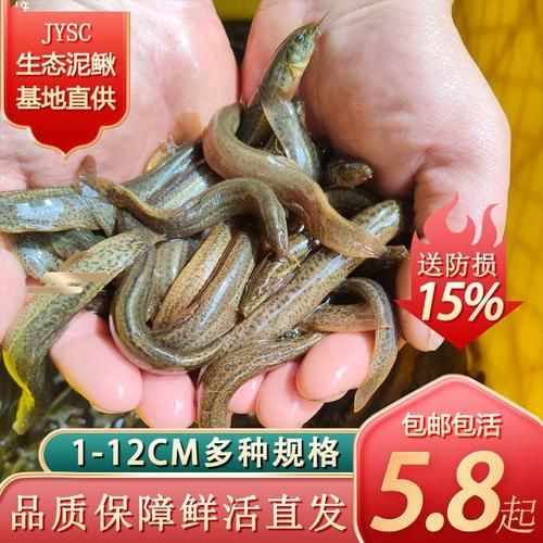 有哪些活餌適合活力不足的龍魚
