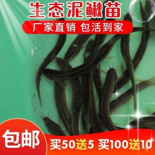 有哪些活餌適合活力不足的龍魚
